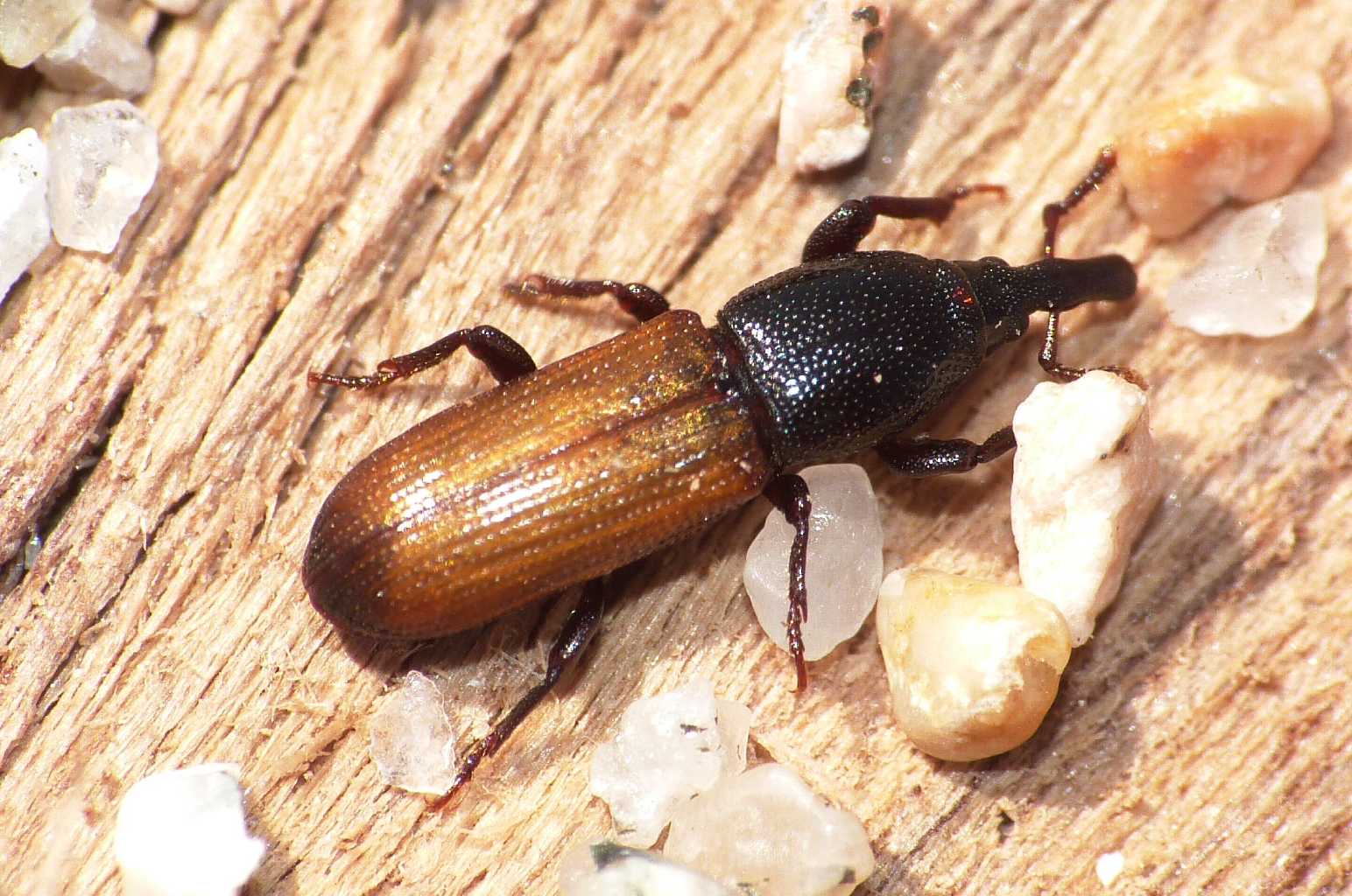 Piccoli Curculionidae? Mesites pallidipennis (Sardegna)